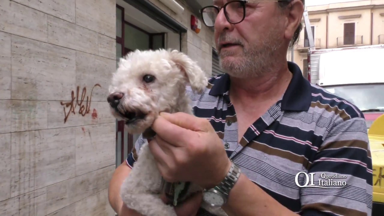 Bari, il barboncino Yuri rinchiuso in un deposito