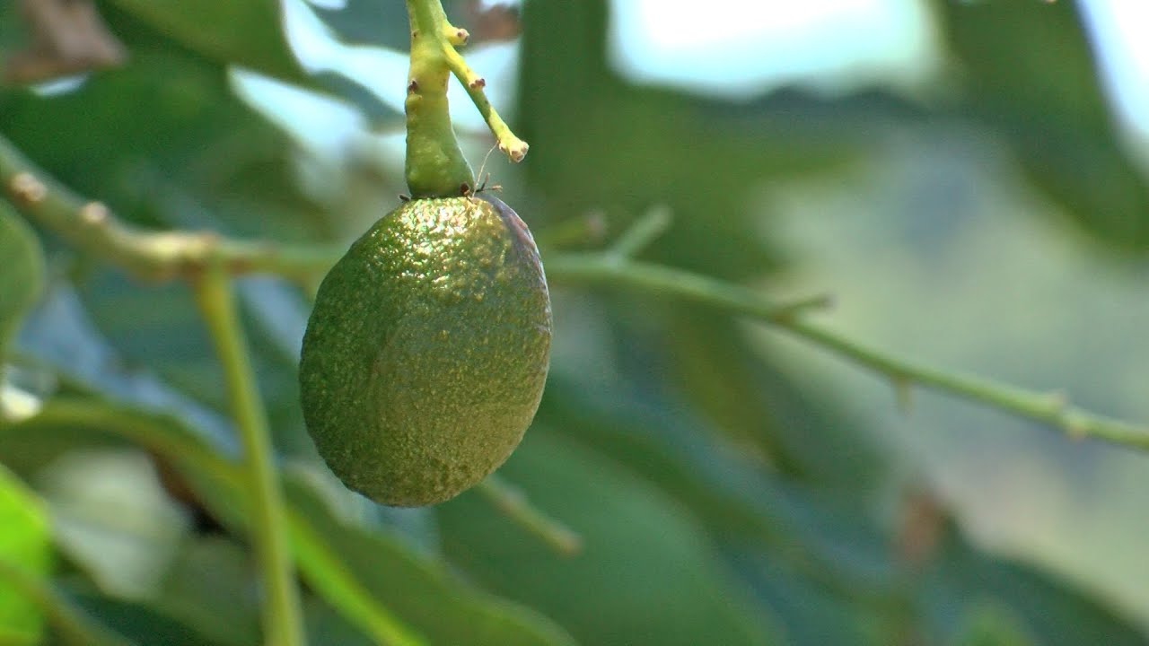 Avocado growers in San Diego County face multiple challenges