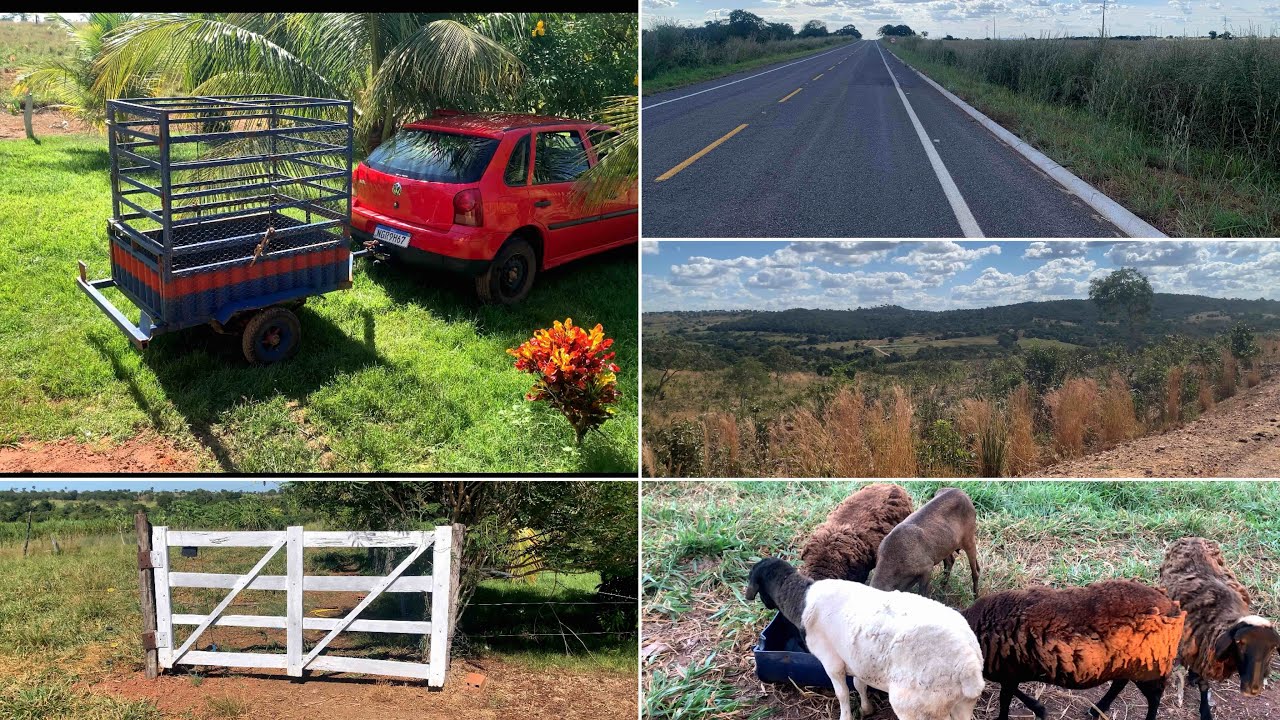 Busquei os carneiros na fazenda do meu patrão/ finalizei as cercas/ pintei a porteira e as estacas!