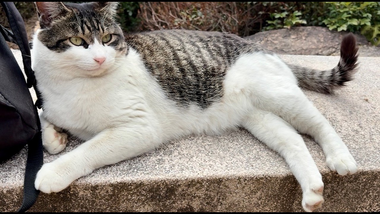 出迎えてくれたか細い鳴き声かわいい人懐っこい猫ちゃん
