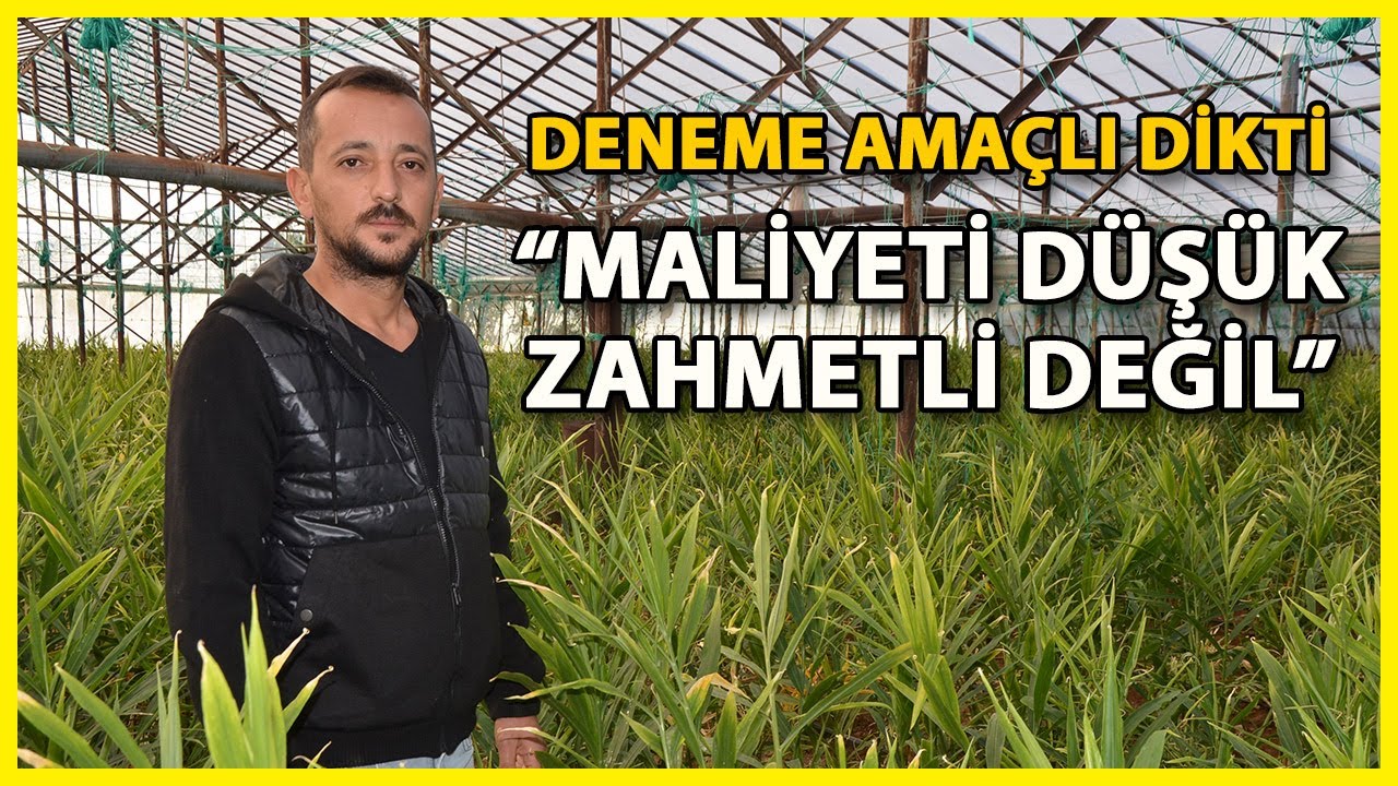 Deneme Amaçlı Zencefil Ekti, Hasadı Bekliyor