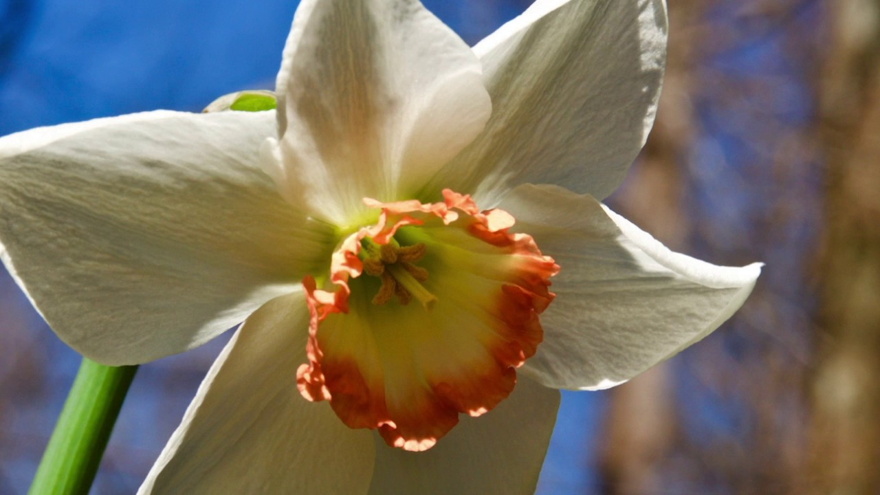March Flowers