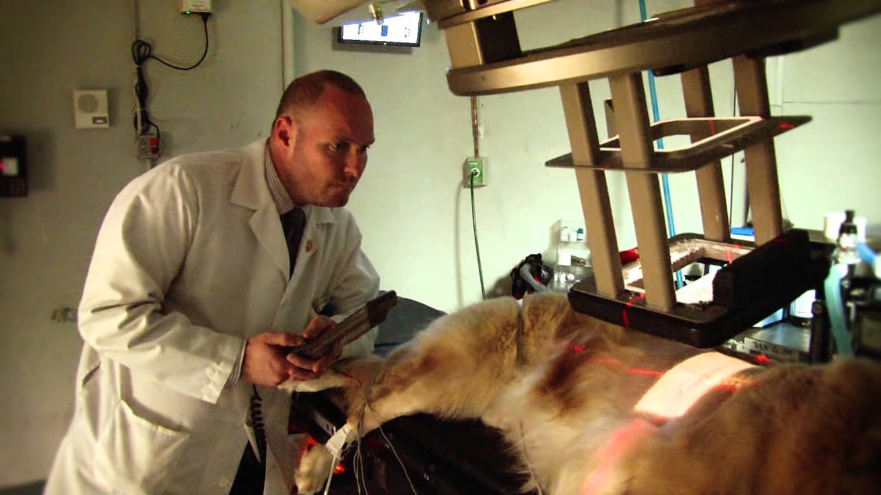 Veterinary MRI + Radiotheraphy Center Promo