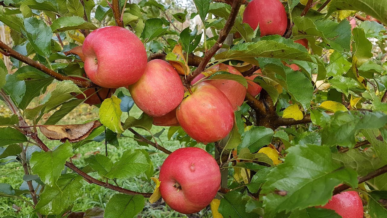 Яблоня Пинк Леди / Apple Pink Lady/