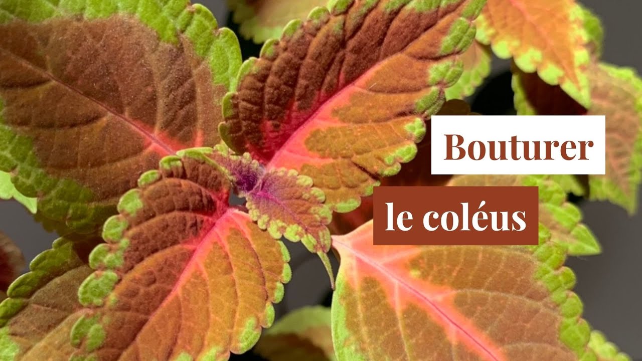 Bouturer votre coléus