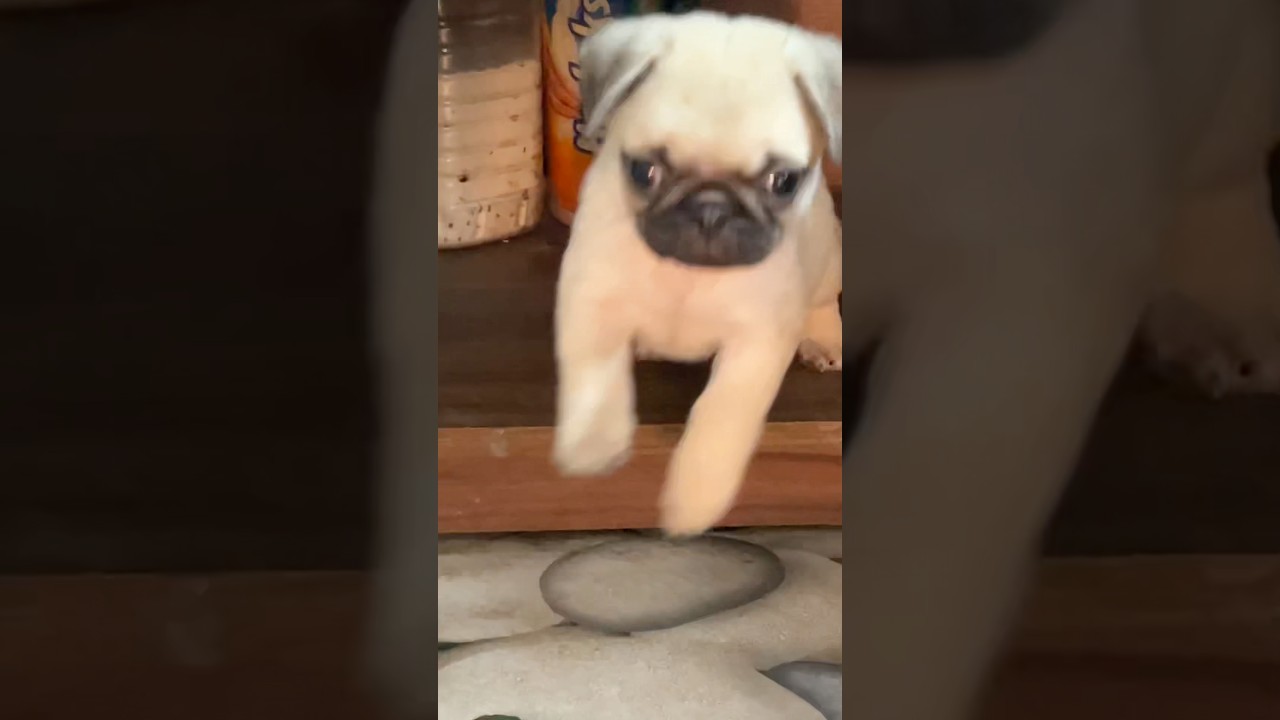 Cute little Pug 
