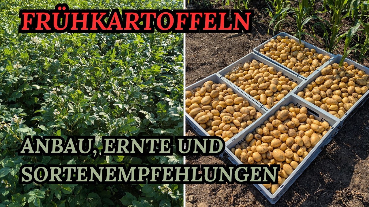 Fr&uuml;hkartoffeln - Anbau, Ernte und Sortenempfehlungen