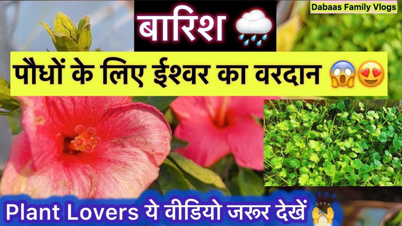Rainy Season में पौधों की Growth का सबसे बड़ा राज 🌿| Dabaas Family Vlogs |#gardeningtips #barish 