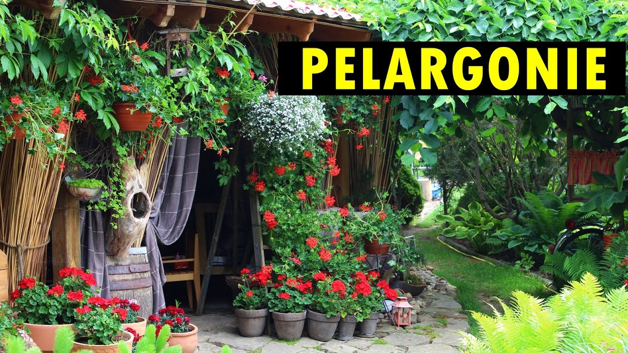 Co zrobić aby pelargonie obficie kwitły? Uprawa, podlewanie i nawóz