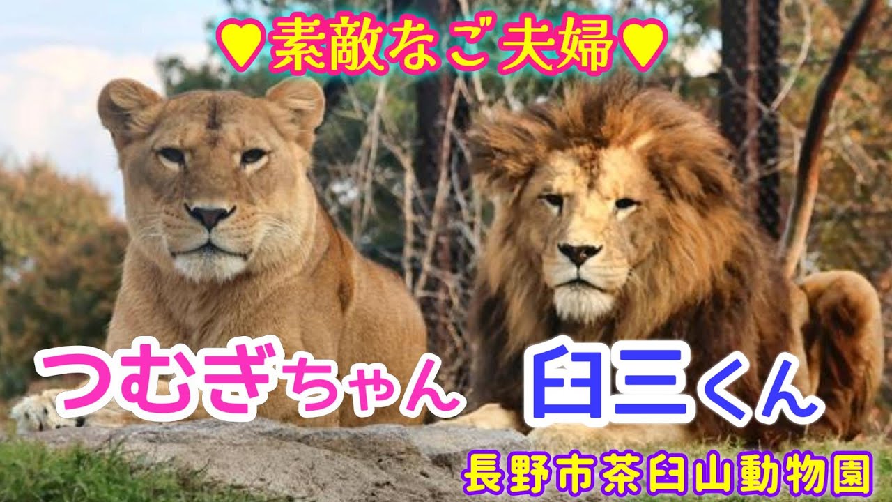 【2023年 中日本ZOO遠征⑦長野市茶臼山動物園】2023.10.27 可愛い臼三くんとつむぎちゃん🦁💕～臼ちゃん１５歳の魅力～