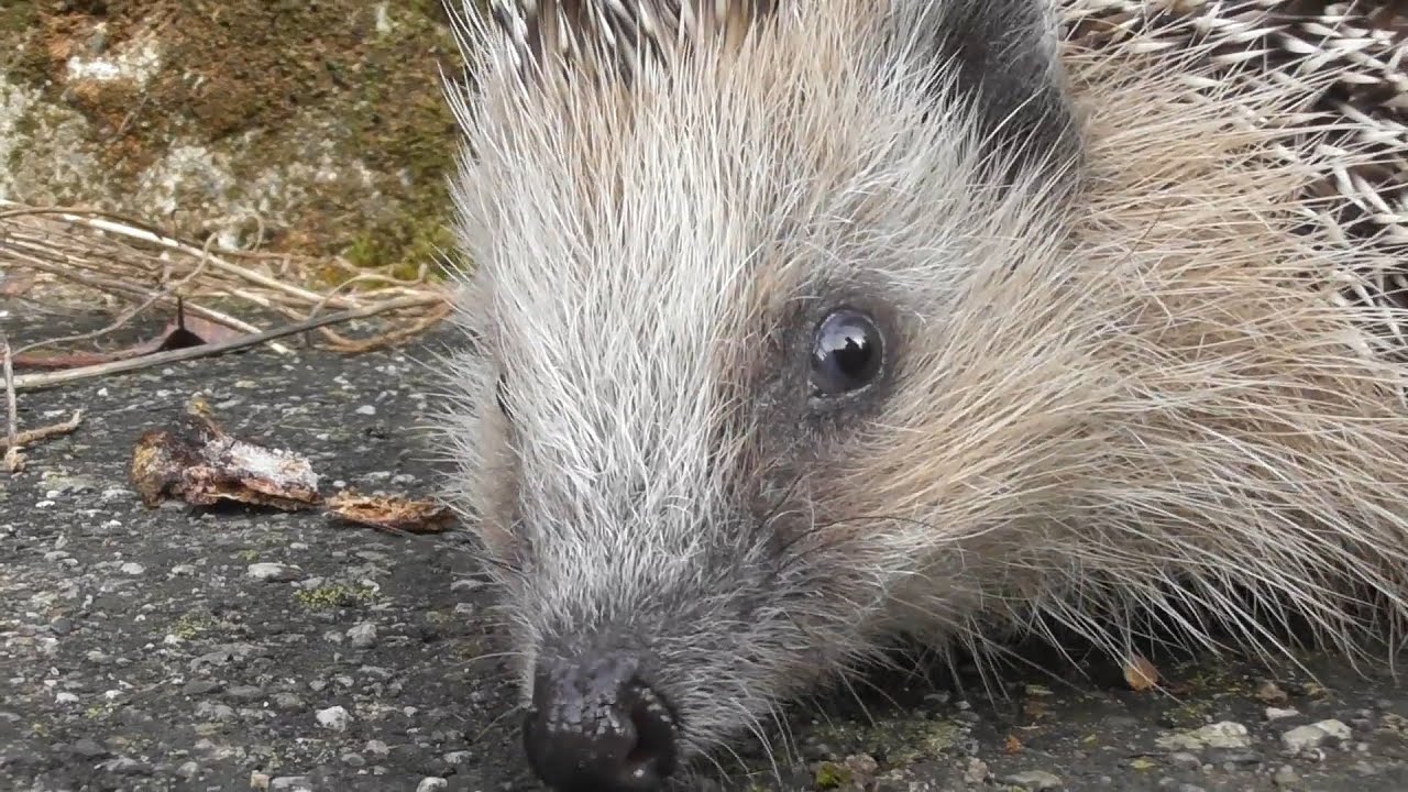 Igel  stachlig und bedroht   Tier des Jahres 2026 Schweiz  -  Prickly and threatened, hedgehog,