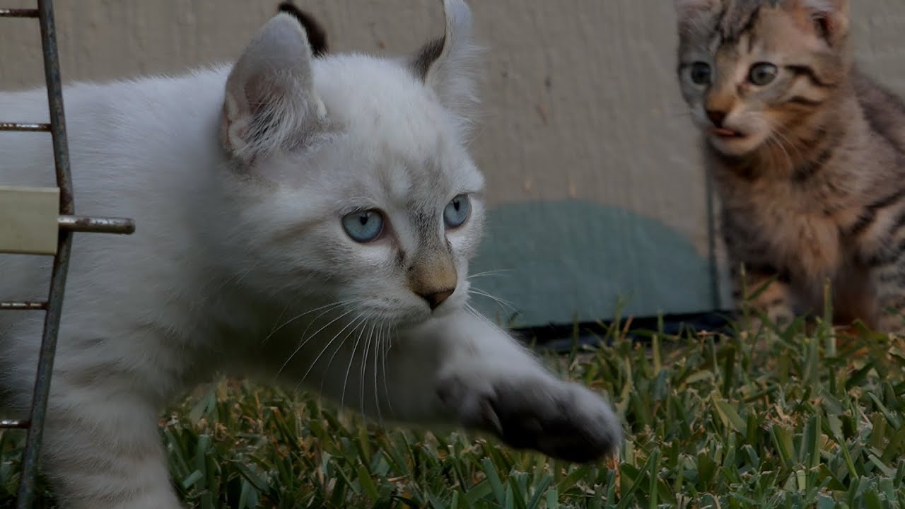 lynx hybrid kittens 8 weeks old, First time outside!11-20-2018