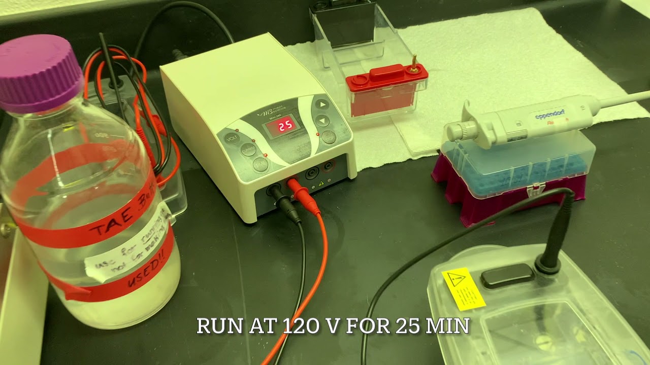 Gel Electrophoresis & ExoSAP-IT Tutorial