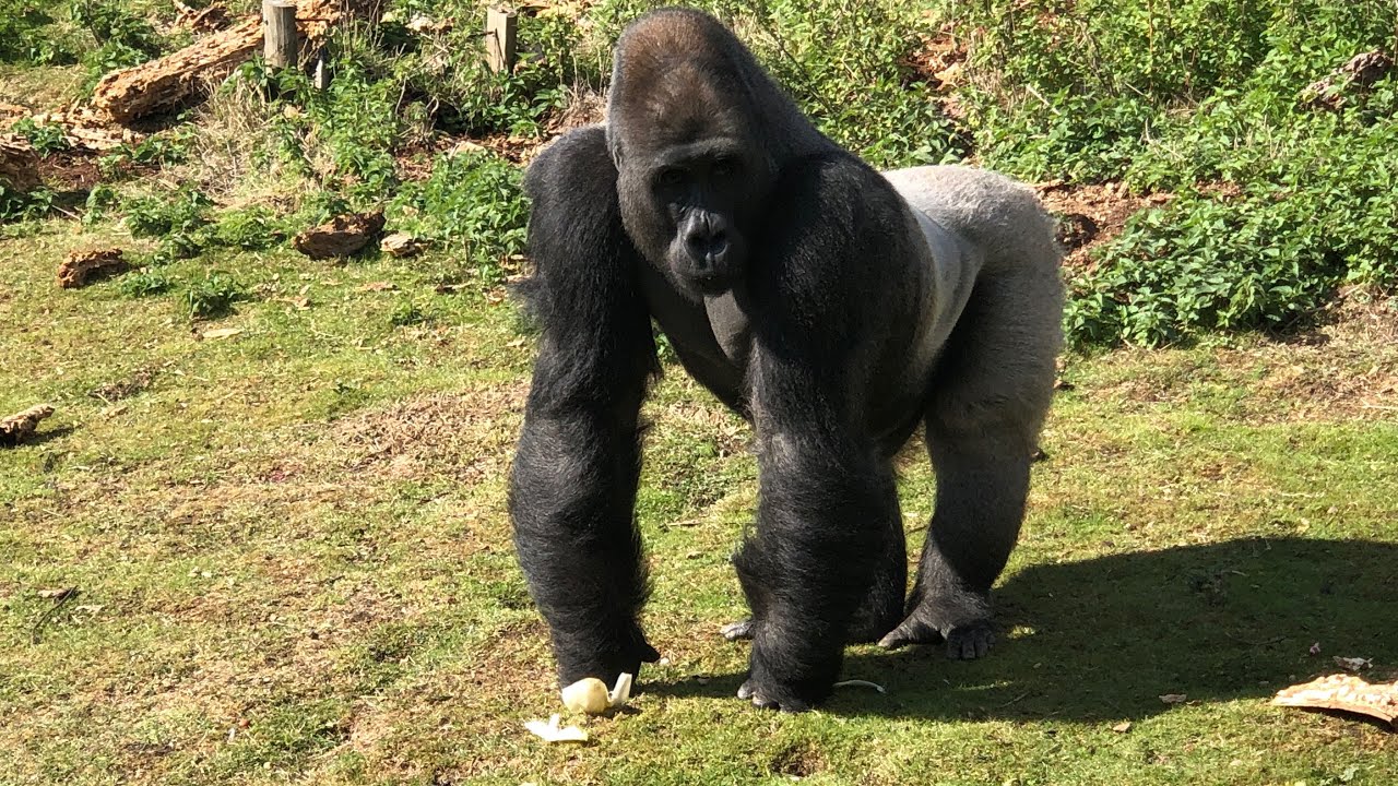 Walk around Tree House Hotel Port Lympne Safari Park