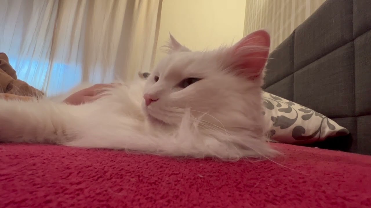 Blissful Cat Cuddles: ASMR Petting and Scratching Session with White Feline Murky