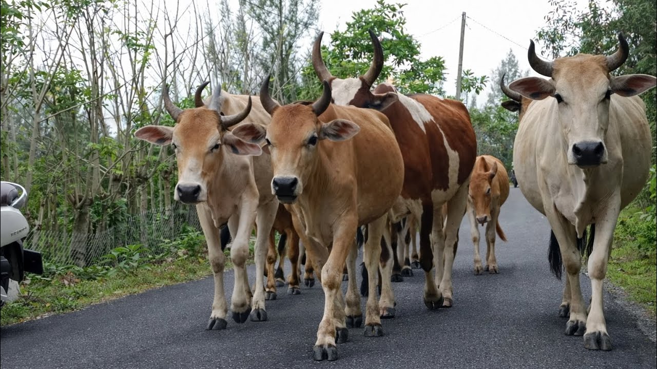 herding a herd of tame cows home after returning from looking for food