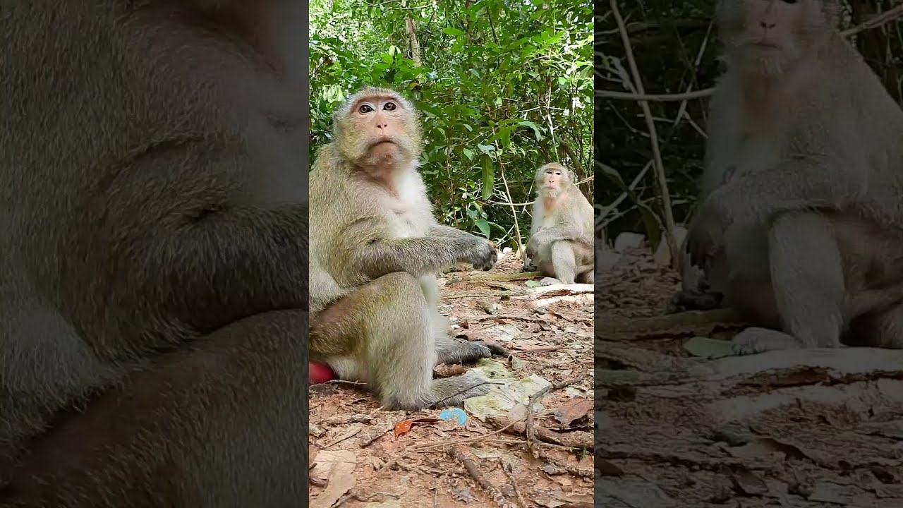Monkey Leyla Ask Some Food