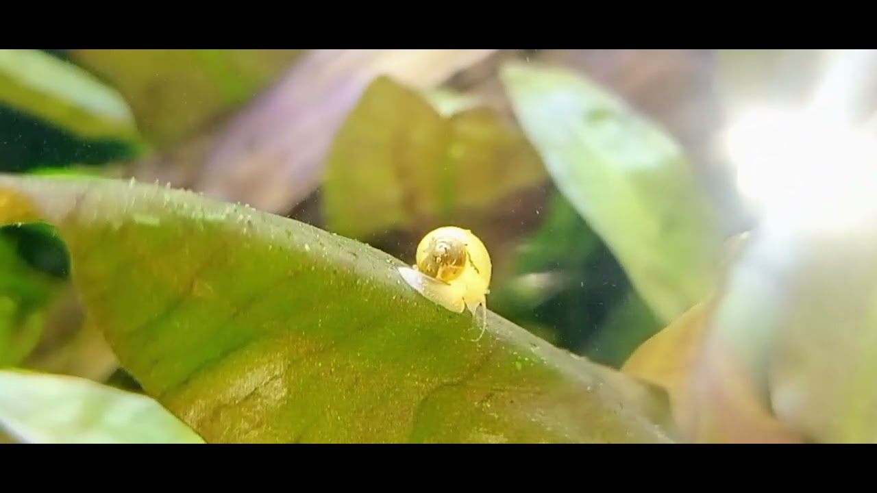 Snail-Apple / Ампулярия