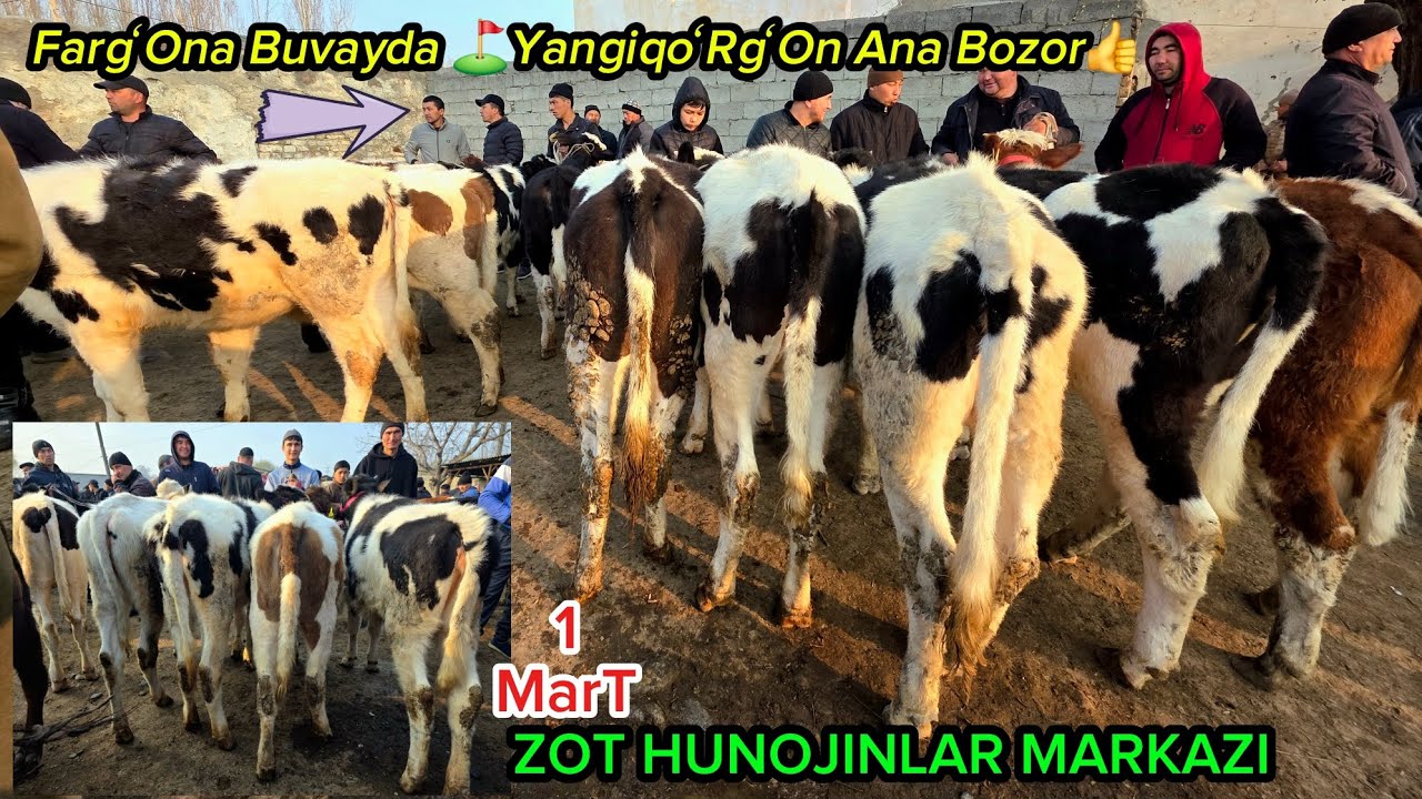 YANGIQOʻRGʻON AVJIDA😵 MOLLAR KOʻPAYDI KOʻRING BAHO BERING👍#dangalsavdo #chorva #cow #molbozor #2026 
