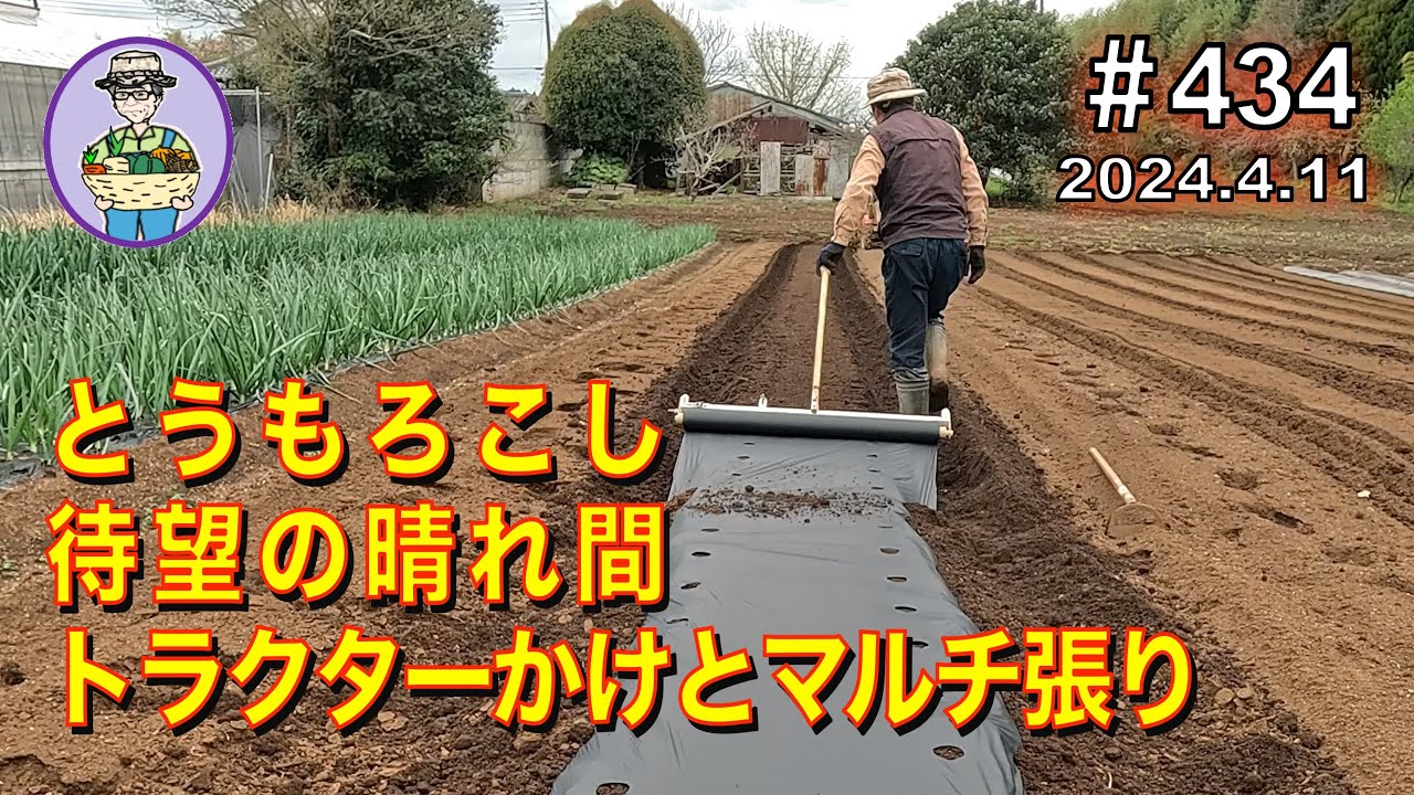 【とうもろこし】やっと晴れて、トラクターかけとマルチを張るが、まだ畑が湿気っている。第434話 #オーガニック栽培 #家庭菜園