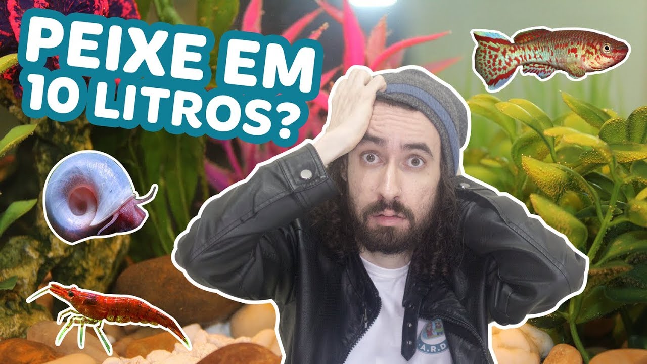 DÁ PRA TER PEIXES EM AQUÁRIO DE 10 LITROS? 4 PEIXES para AQUÁRIOS de 10 LITROS