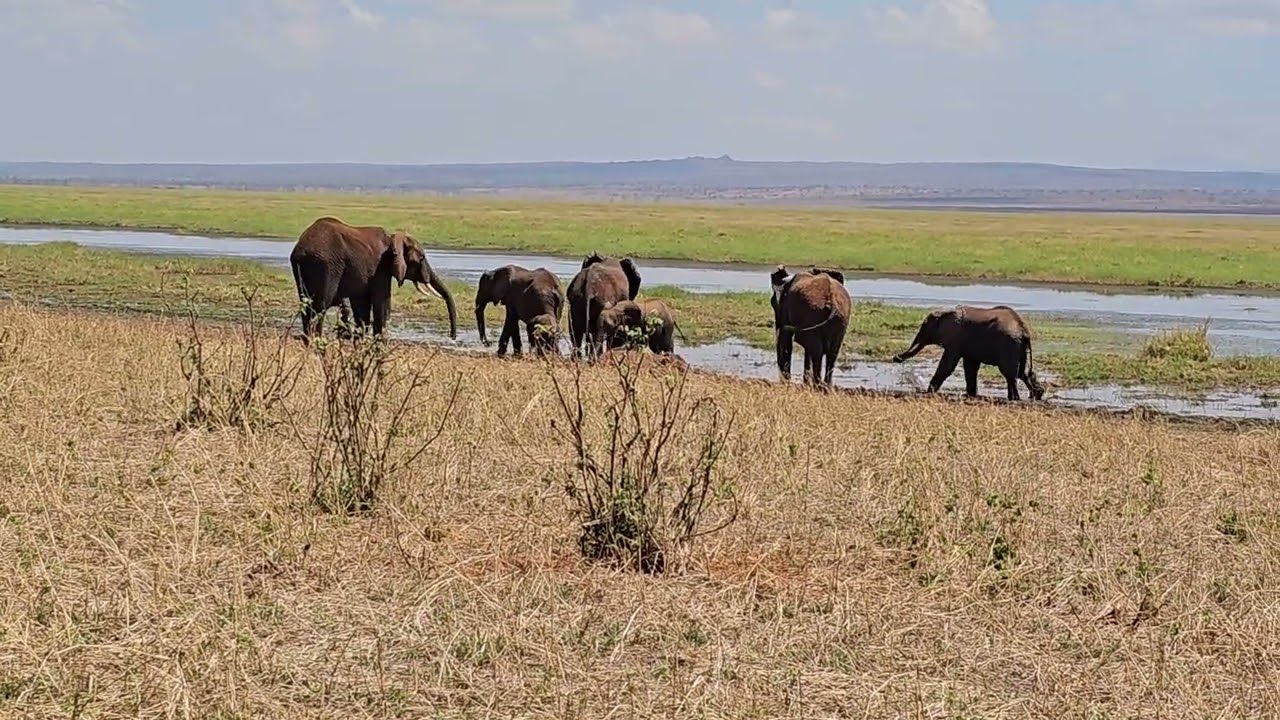 Elephants in the Serengeti
