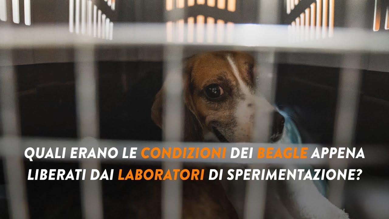 Quali erano le condizioni dei BEAGLE appena LIBERATI dai LABORATORI di sperimentazione?