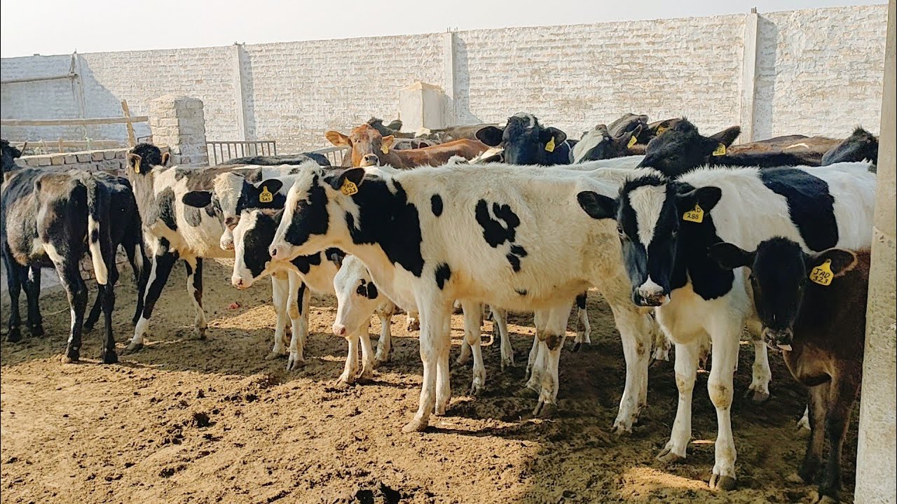 Fifty Dutch Holesten Fresigen Highfers For Sale At Dairy Farm Jhang