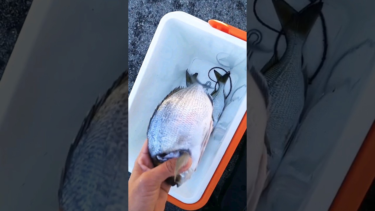#Giostyle #pescainapnea #apnea #mare🌊 #pesca #sub #subacquea #cefalandiasub #amicizia #abruzzo