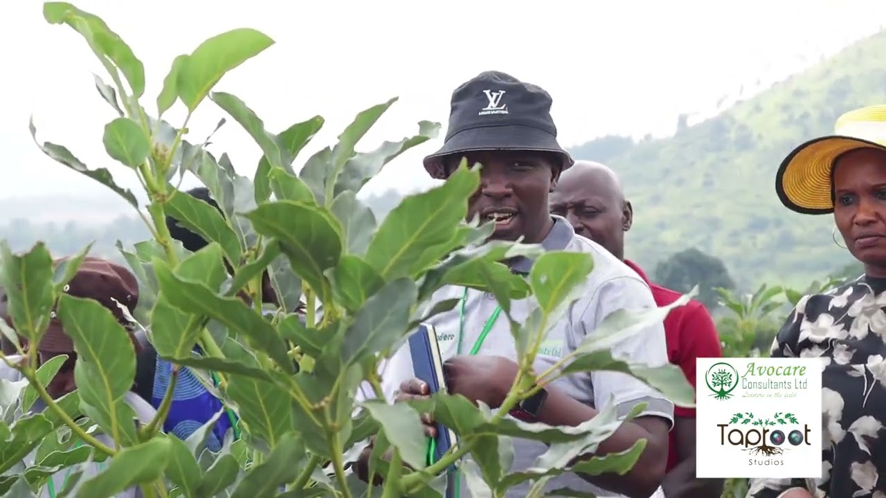 Learn how to weed your Avocado Orchard