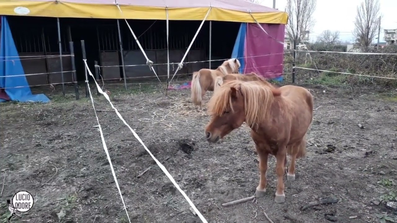 Il Circo Henry Niuman (fam. Intruglio - Martini) Panoramica esterni e zoo (Marigliano Febbraio 2022)