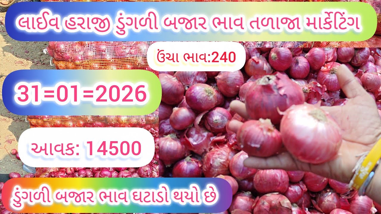 ડુંગળી બજાર ભાવ તળાજા માર્કેટિંગ યાર્ડમાં | ડુંગળી બજાર ભાવ મંદી છે | 31.01.26 |