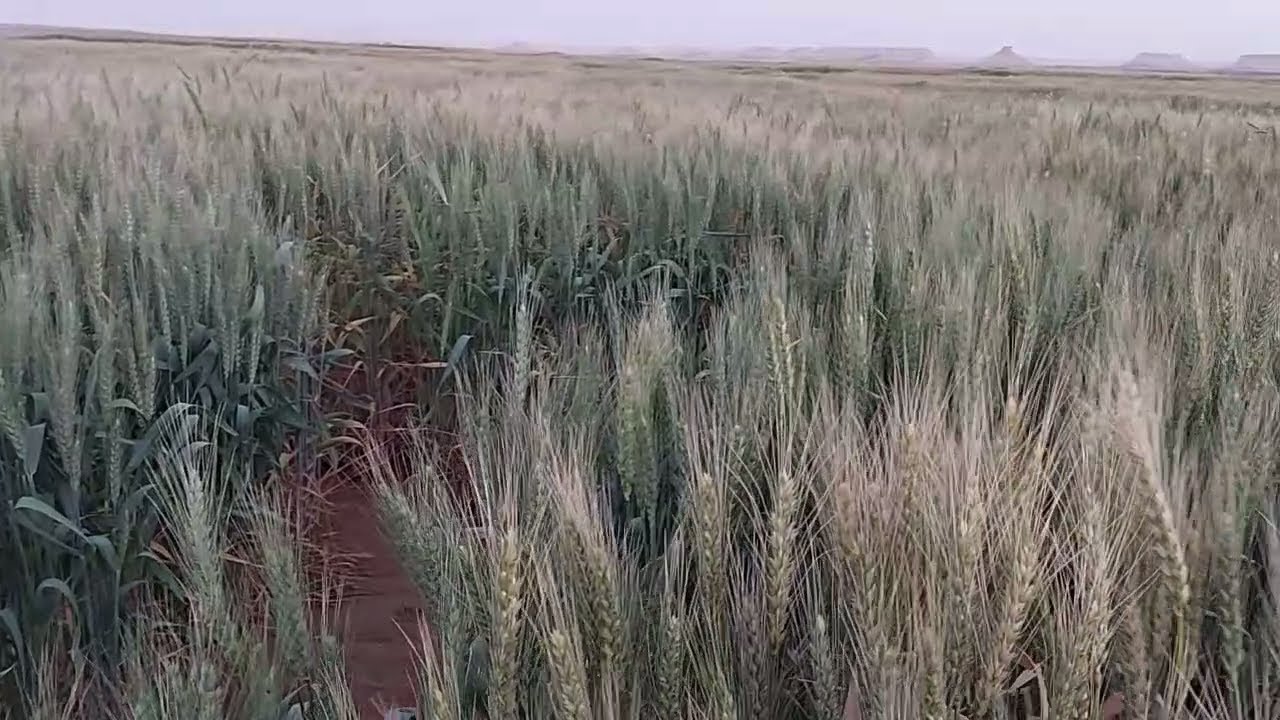 زراعة القمح والريحان فى ارض جديده / ارض الخير