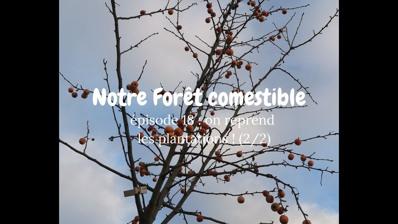 Notre Forêt comestible // épisode 18 : on reprend les plantations ! (2/2)