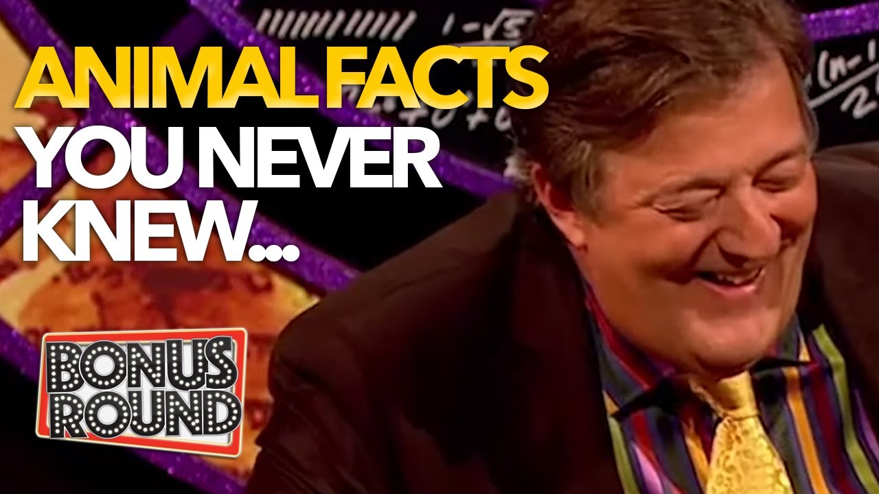 ANIMAL FACTS YOU DIDN'T KNOW On QI! Best Of QI with Stephen Fry & Sandi Toksvig