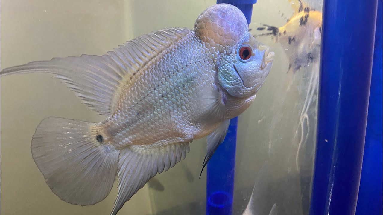 I bought a Thai silk Flower Horn!!!