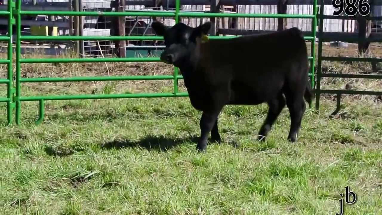 986 Heifer Treasure State Sale 2013