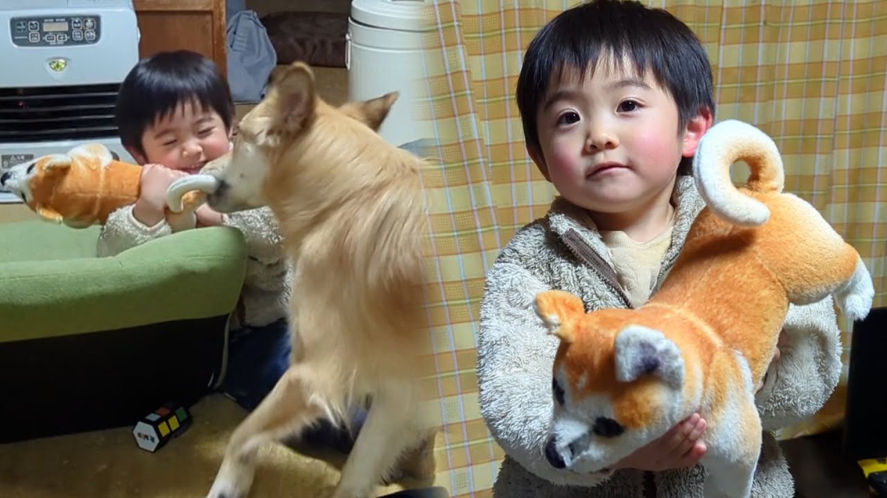 一週間ぶりに現れた幼児のお気に入りのぬいぐるみに襲い掛かる犬