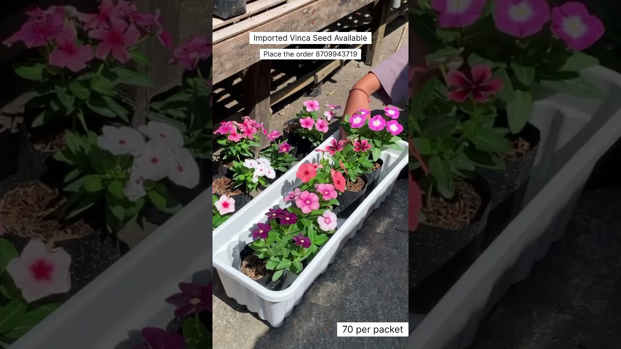 Rare Premium Vinca Plant Seeds Online Sale 🔥 #vinca #vincaplant #plants #flowers #gardening