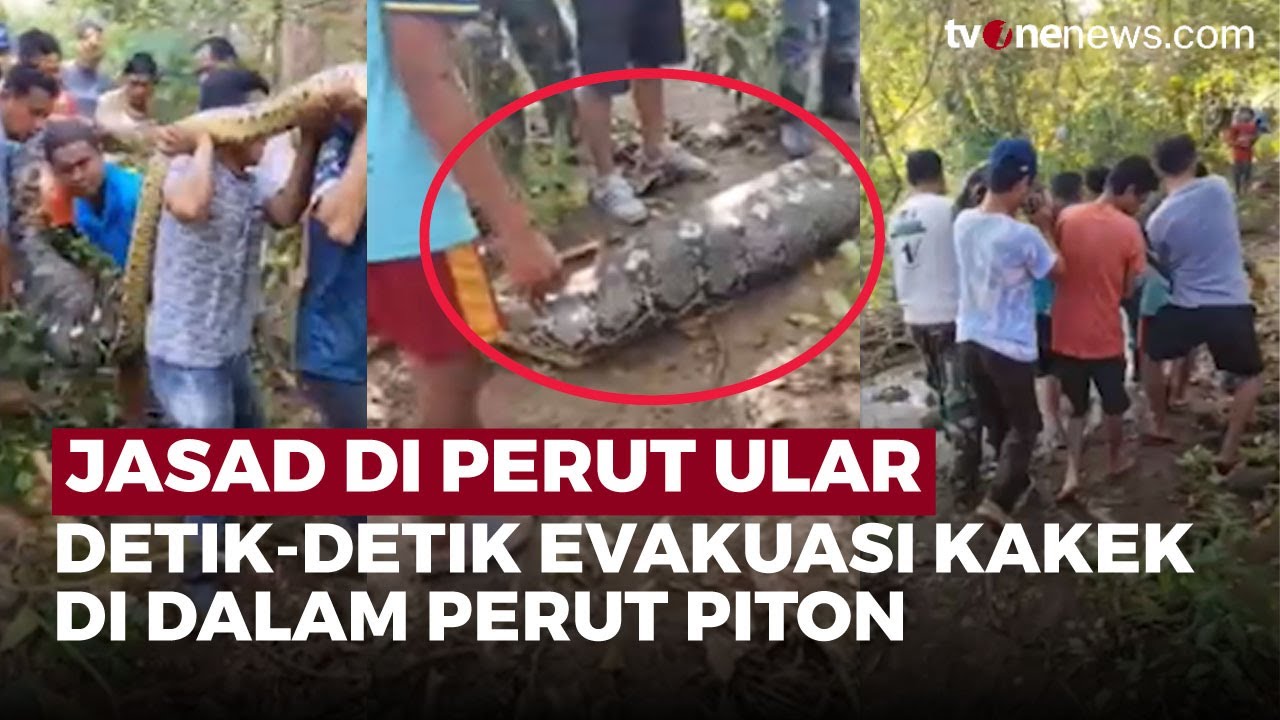 Kakek 61 Tahun Tewas Dimangsa Piton Raksasa, Jasad Ditemukan di Dalam Perut Ular | OneNews Update