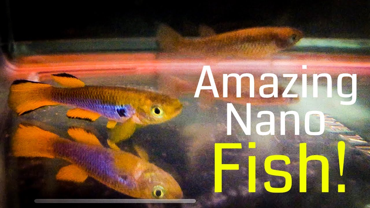 Top Amazing Rare Nano Aquarium Freshwater Fish! Killifish!