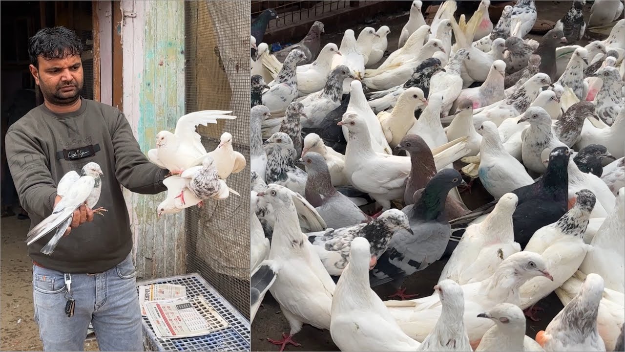 Shazad loni kabutar shop kabootar market loni sehzad pet shop Delhi white pigeons