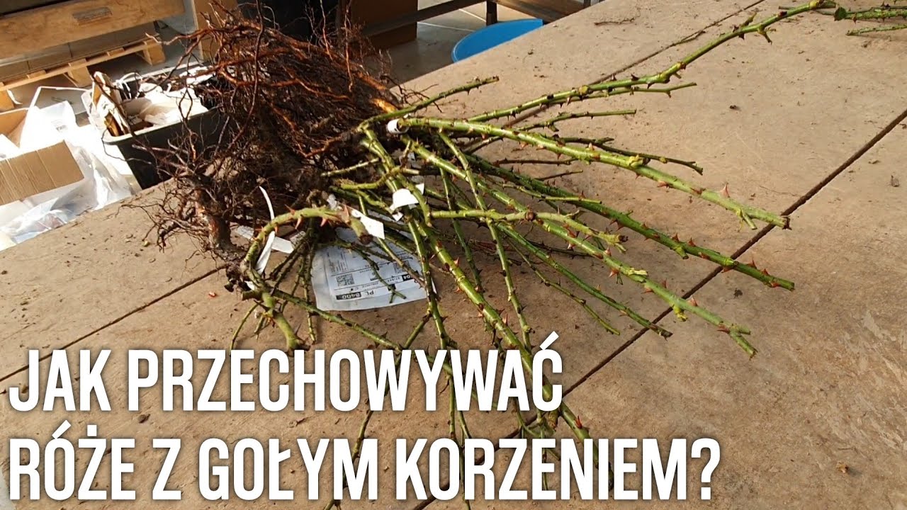 Jak PRZECHOWYWAĆ róże Z GOŁYM KORZENIEM? Wszystko, co musisz wiedzieć || Rozaria.pl