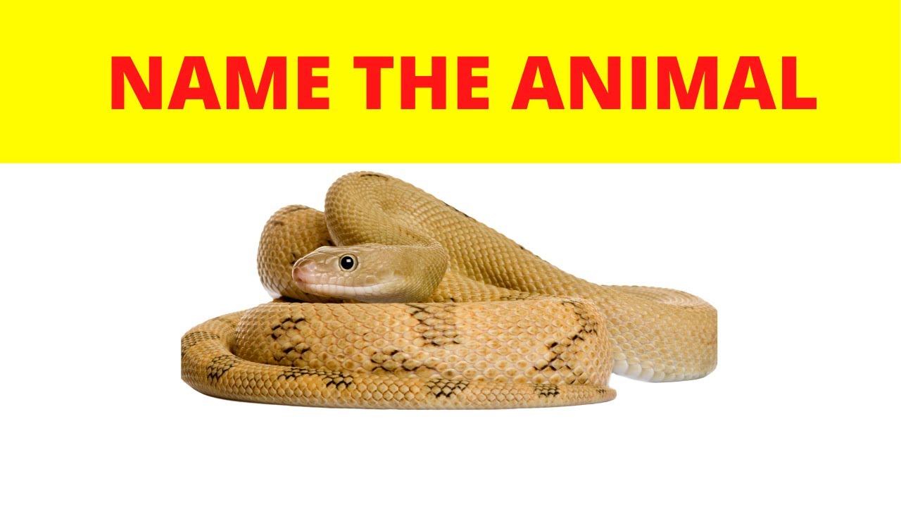 GUESS THE ANIMAL | GUESS THE ANIMAL CHALLENGE | ANIMAL QUIZ