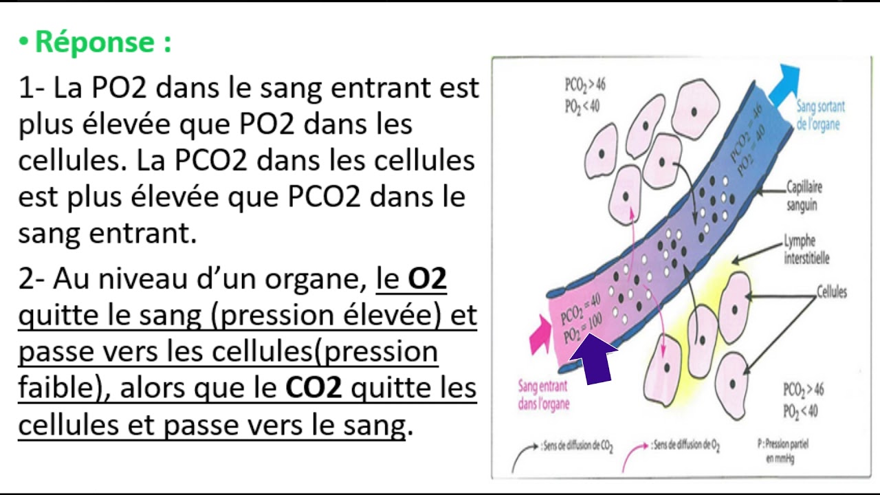 3AC - La respiration chez l'homme (Partie 2)