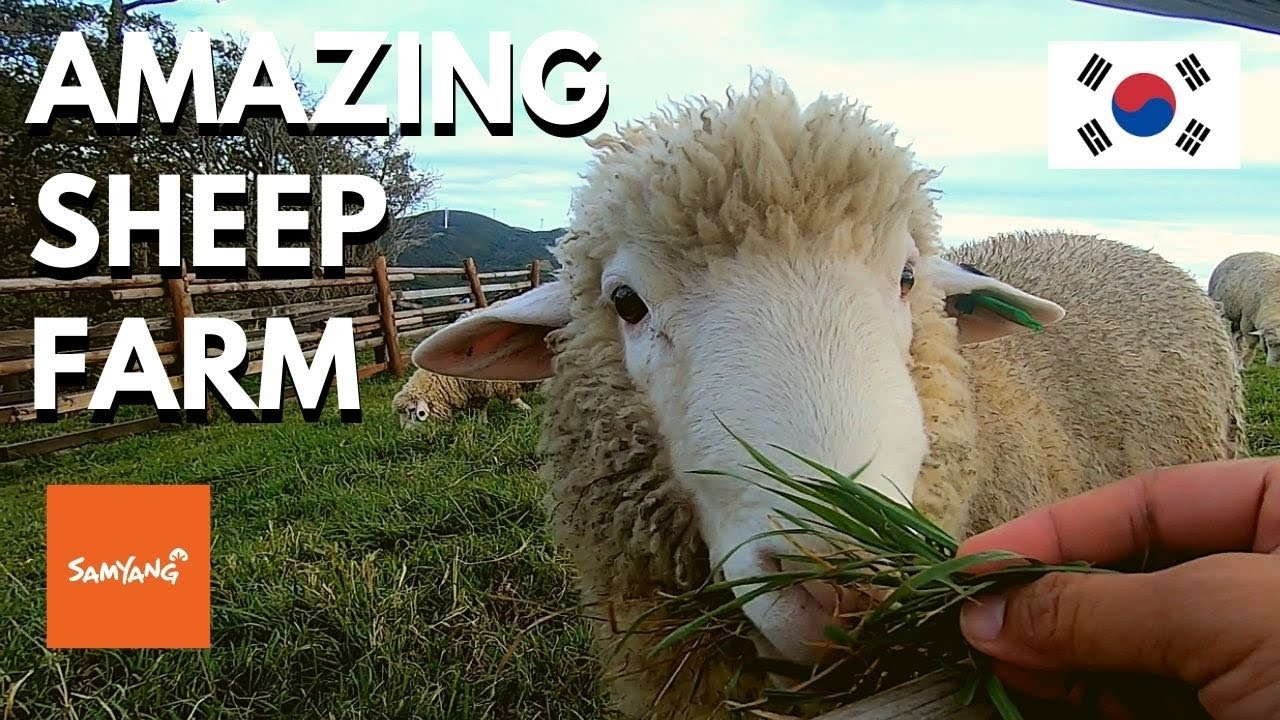 Amazing Sheep Ranch in South Korea | Autumn is Here in Daegwallyeong (Samyang) Ranch | KTX to Seoul