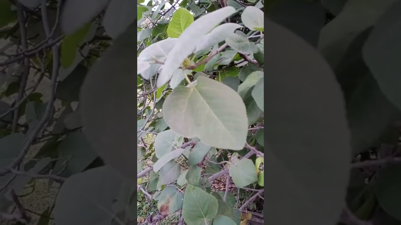 Ficus palmata ssp virgata (Punjab Fig, Bedu), अंजीरी, जंगली अंजीर