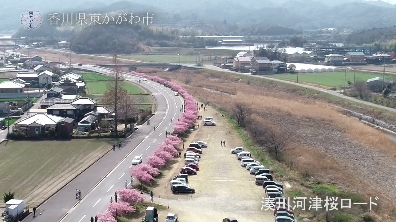 【香川県東かがわ市】湊川河津桜ロード