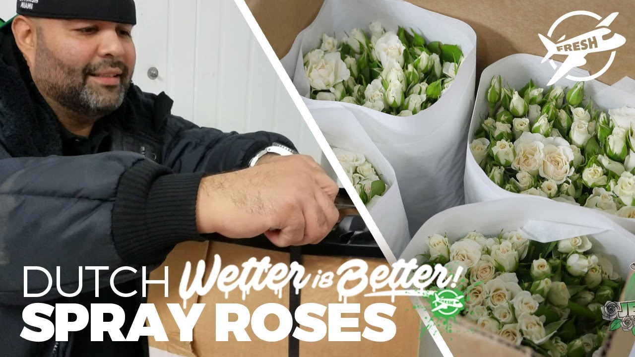 JFTV: Dutch, White Spray Roses with the Fern