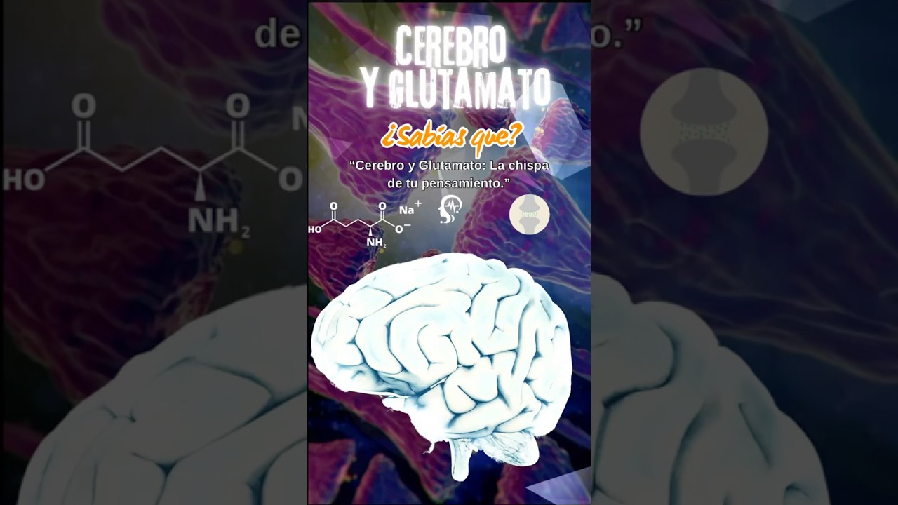 Cerebro y glutamato